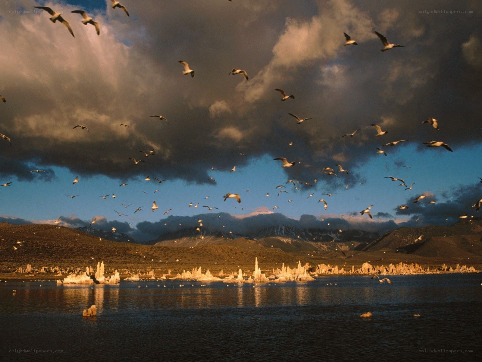 Seagulls over Mono Lake