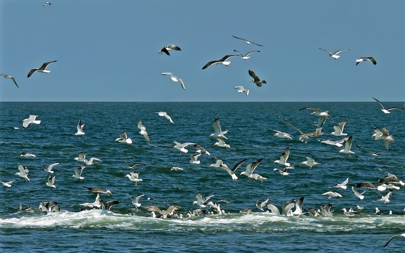 Seagulls over Ocean — Blue, Active