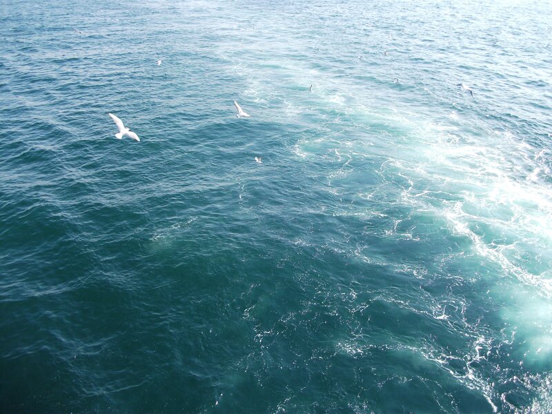 Seagulls over Ocean — Blue, Calm