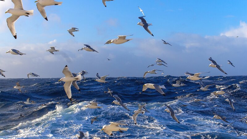 Seagulls over Ocean — Blue, Dynamic