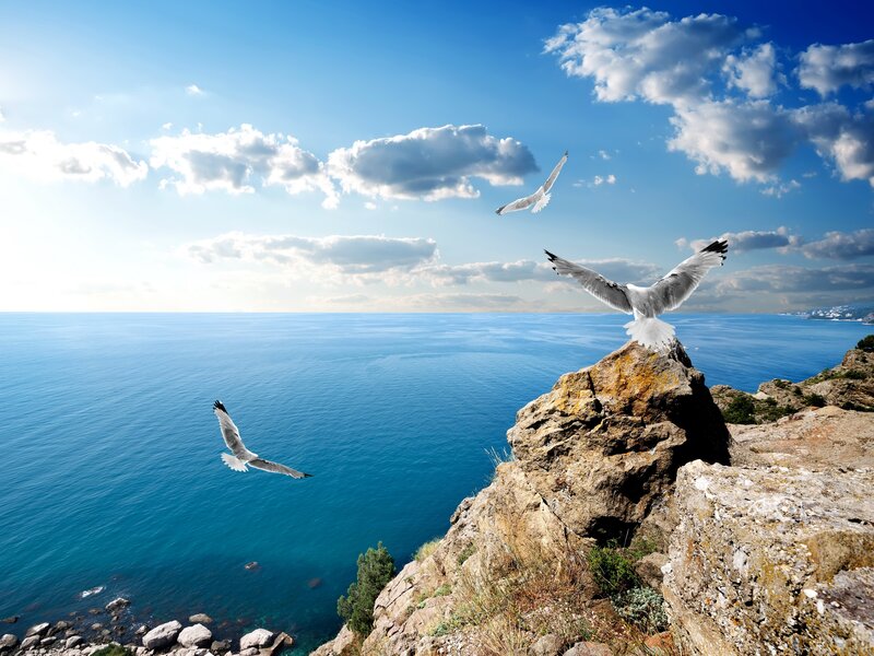 Seagulls over Ocean — Blue, Serene, Afternoon, Photograph