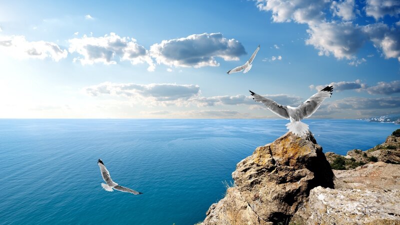 Seagulls over Ocean — Blue, Serene, Afternoon