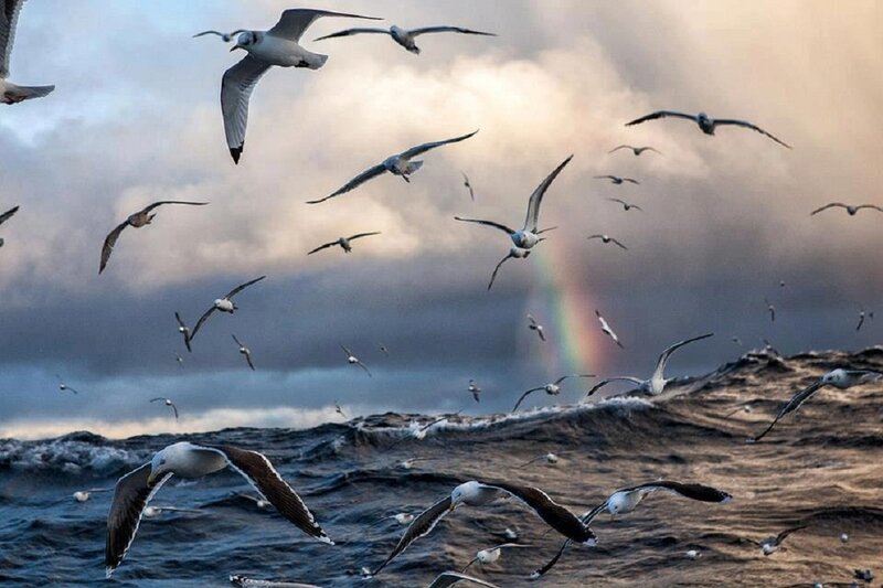 Seagulls over Ocean — Gray