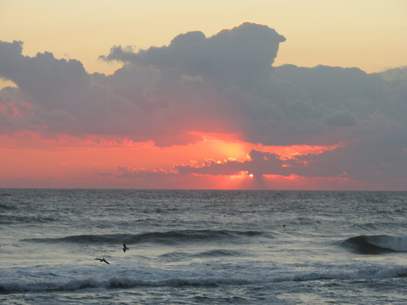 Seagulls over Ocean — Orange