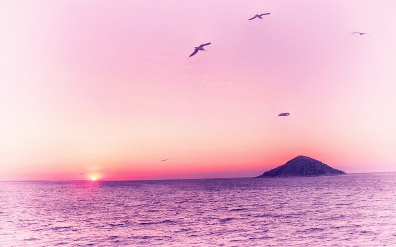 Seagulls over Ocean — Pink
