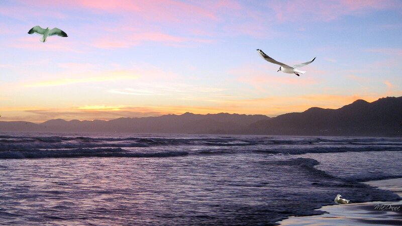 Seagulls over Ocean — Purple, Serene