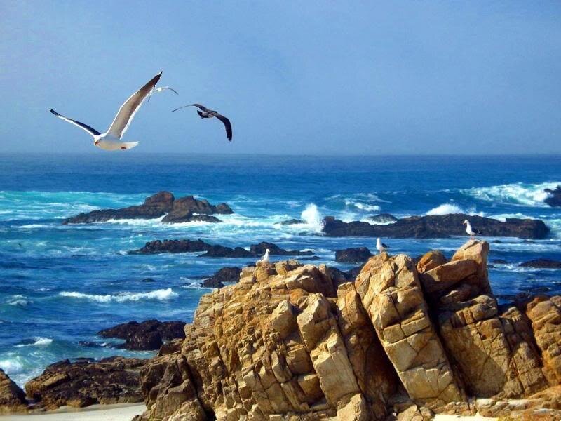 Seagulls over Ocean Rocks