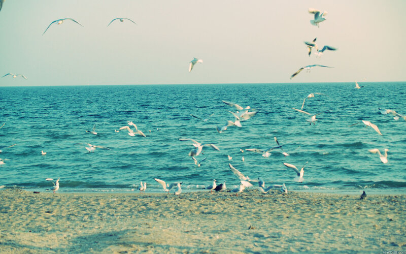 Seagulls over Ocean