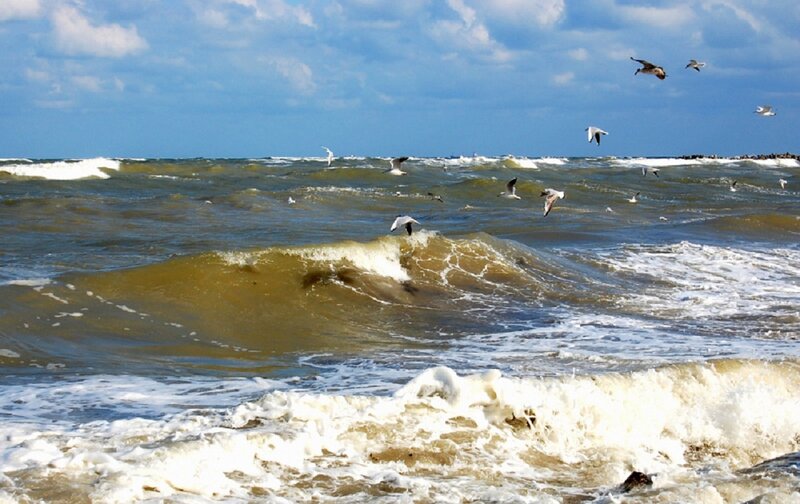 Seagulls over Ocean Waves — Blue, Dynamic