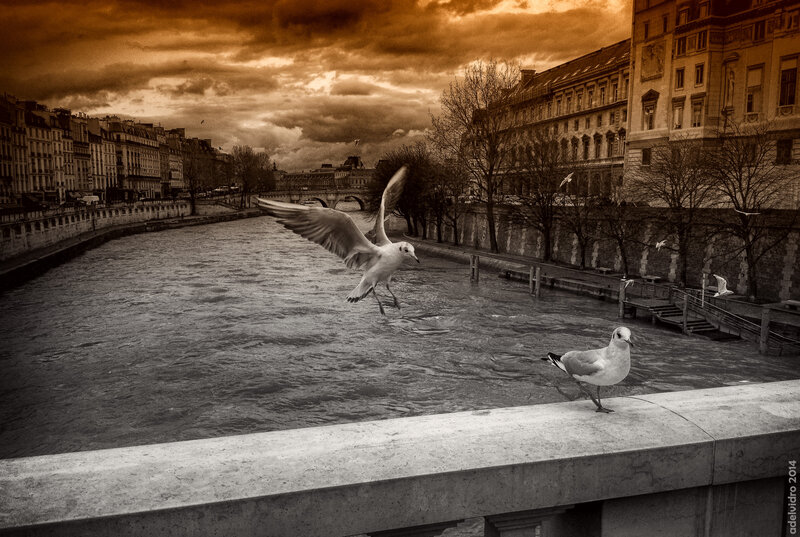 Seagulls over River — Brown