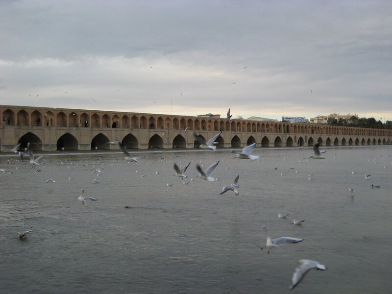Seagulls over River