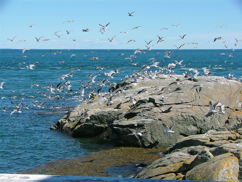 Seagulls over rocky coast