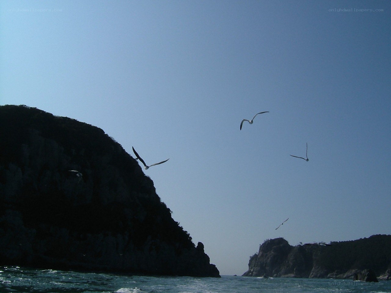 Seagulls over rocky coastline