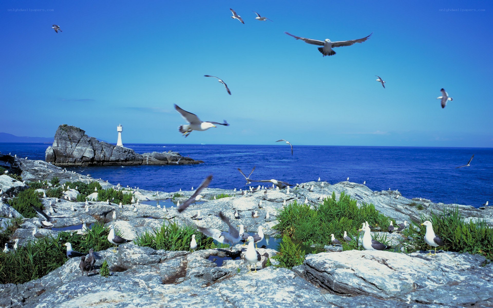 Seagulls over rocky coastline