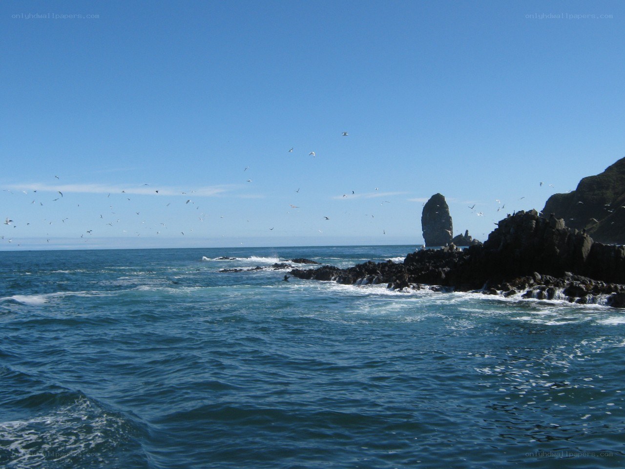 Seagulls over rocky coastline