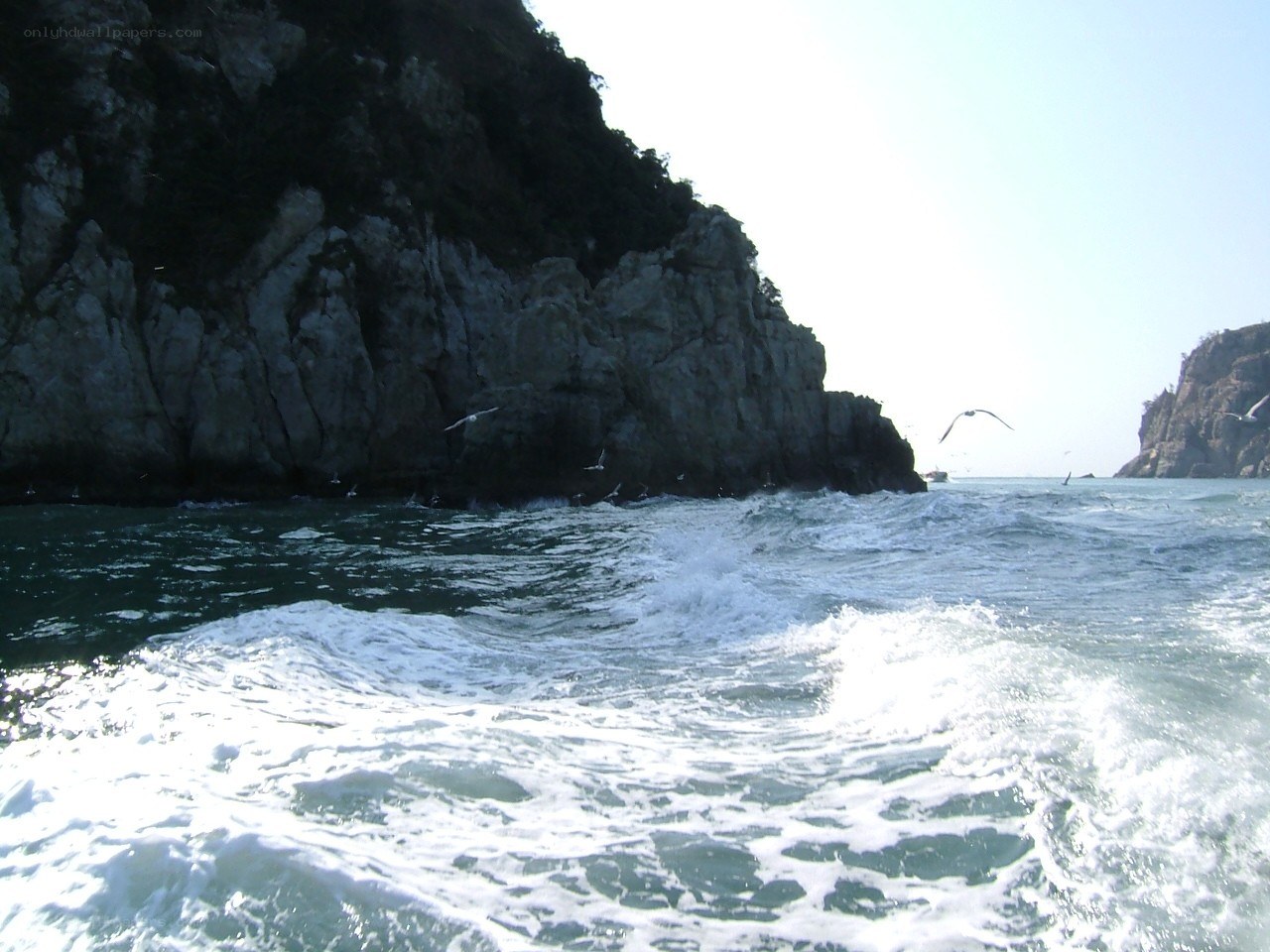 Seagulls over rocky coastline