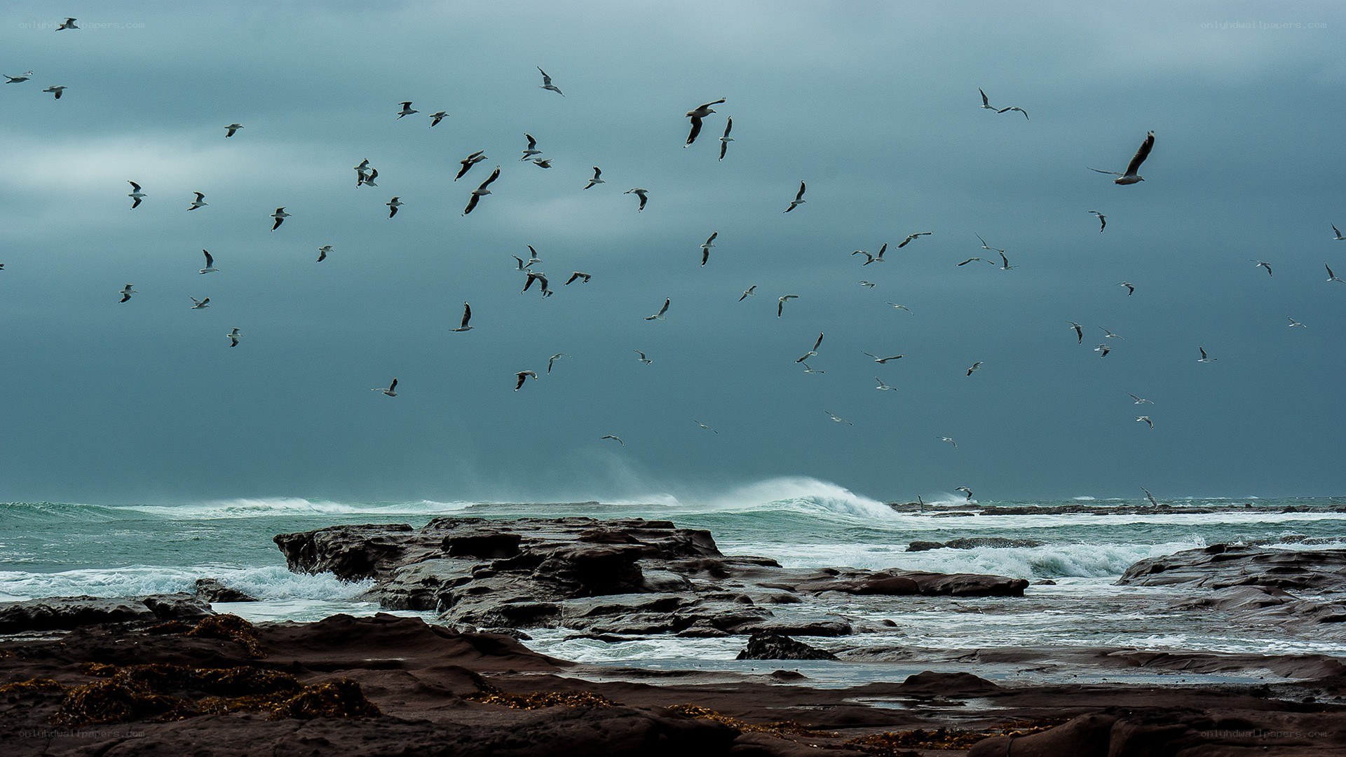 Seagulls over rocky shore