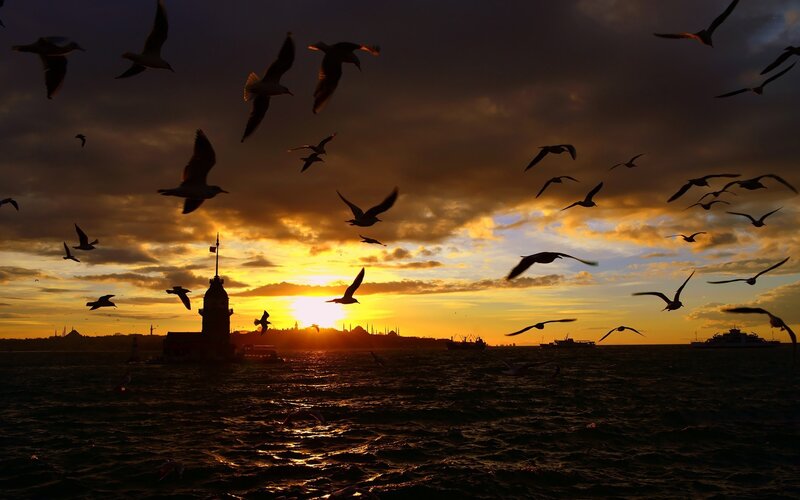 Seagulls over Sea at Sunset