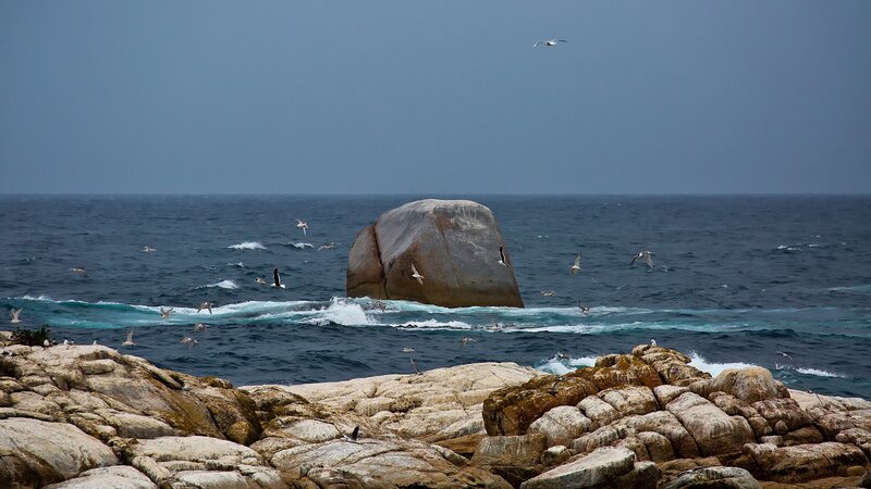 Seagulls over Sea Rock