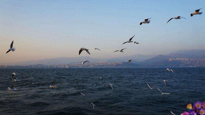 Seagulls over Sea