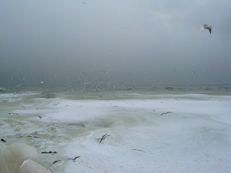 Seagulls over Stormy Sea — Gray