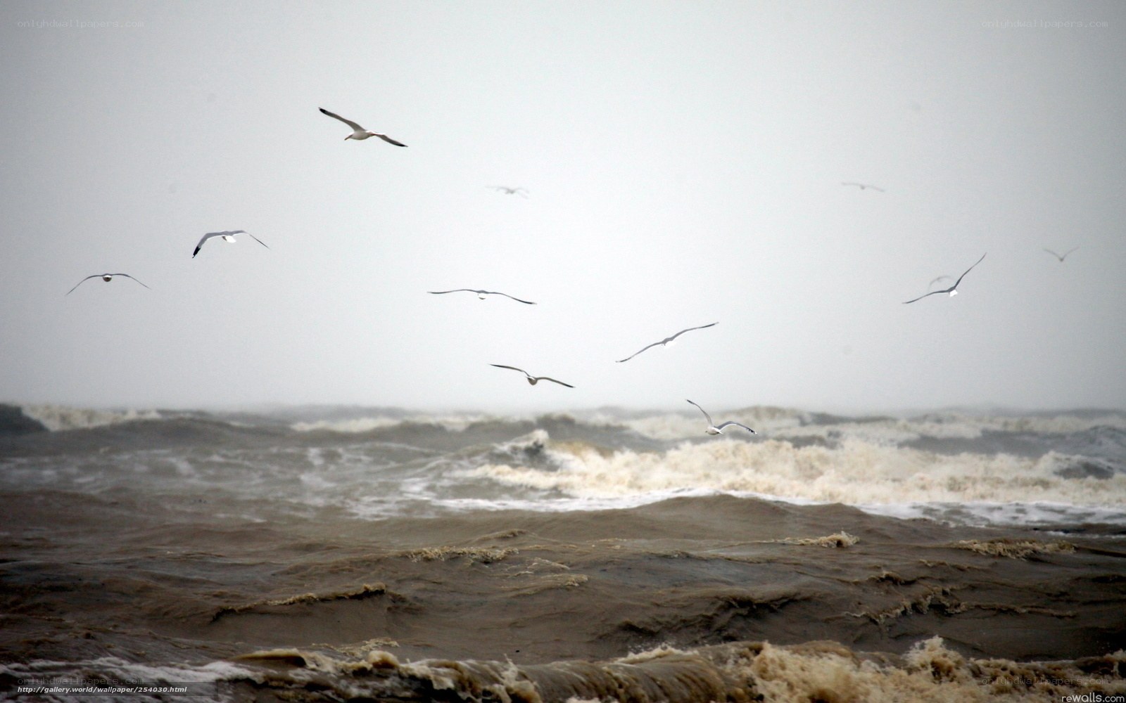 Seagulls over stormy sea