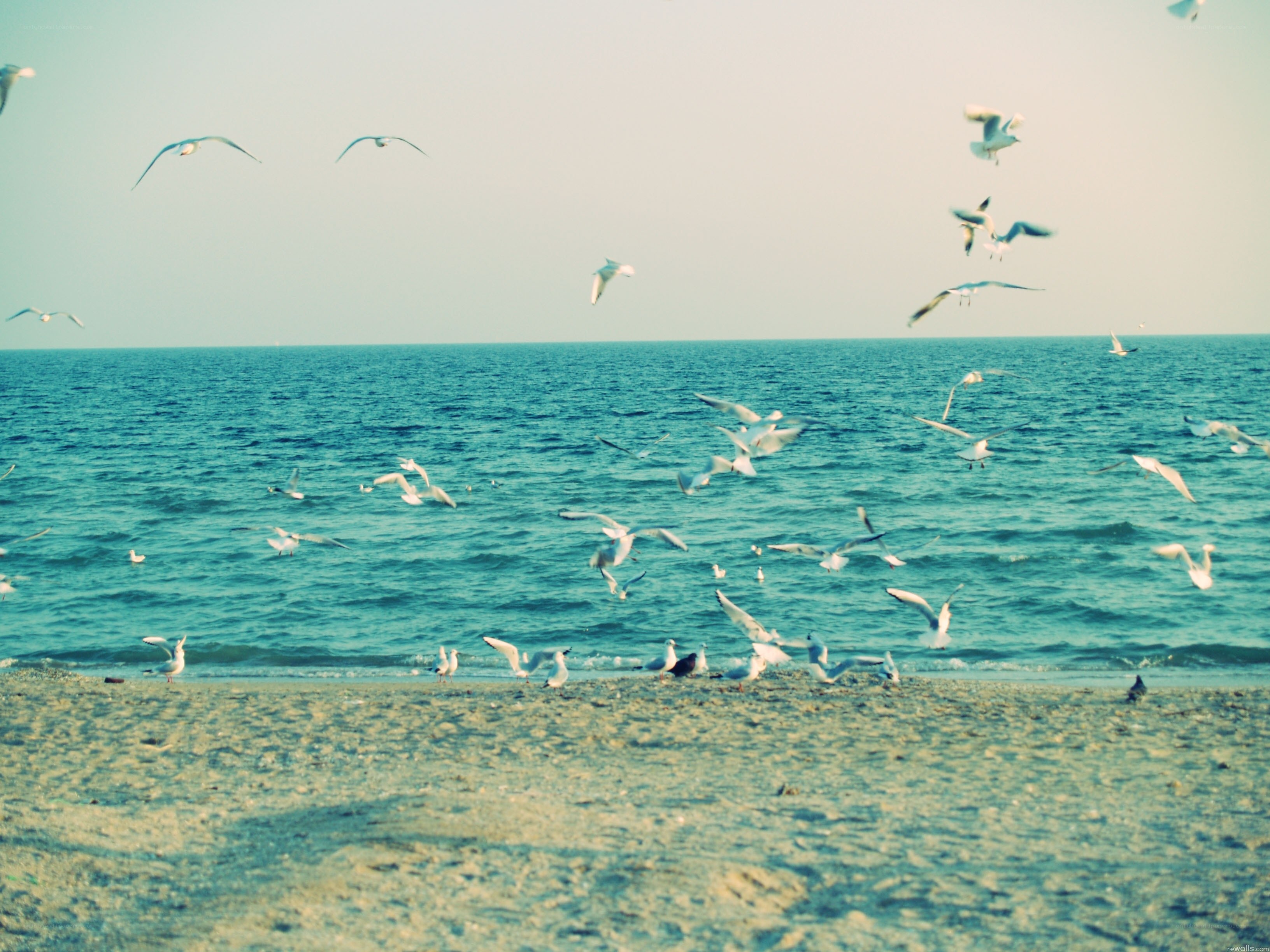 Seagulls over the beach