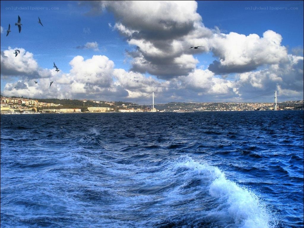 Seagulls over the Bosphorus