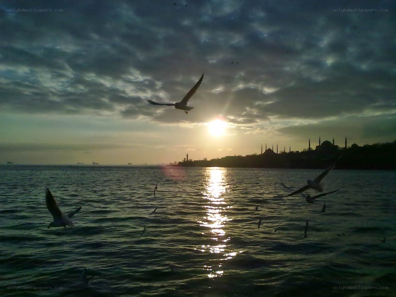 Seagulls over the Bosphorus at sunset