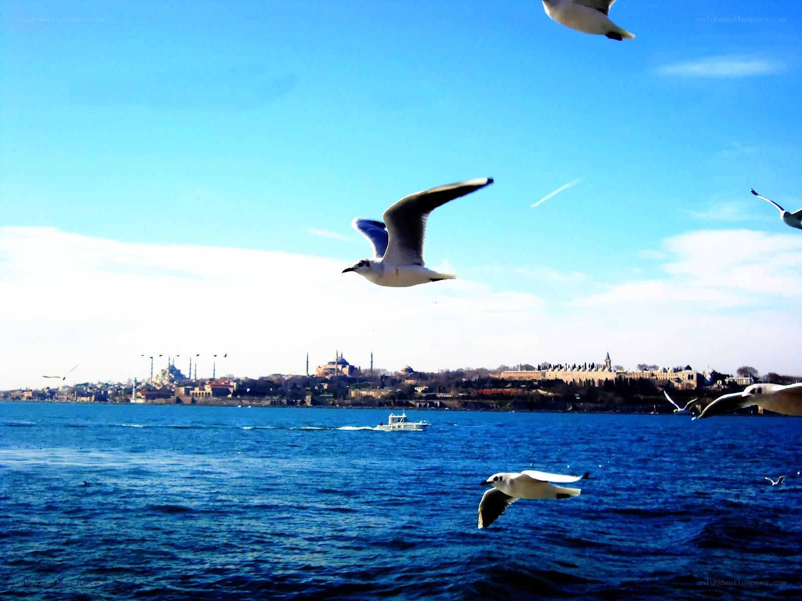 Seagulls over the Bosphorus