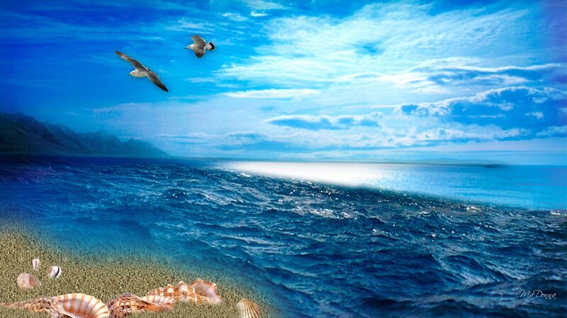 Seagulls over the ocean