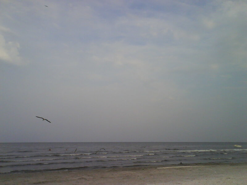 Seagulls over the ocean