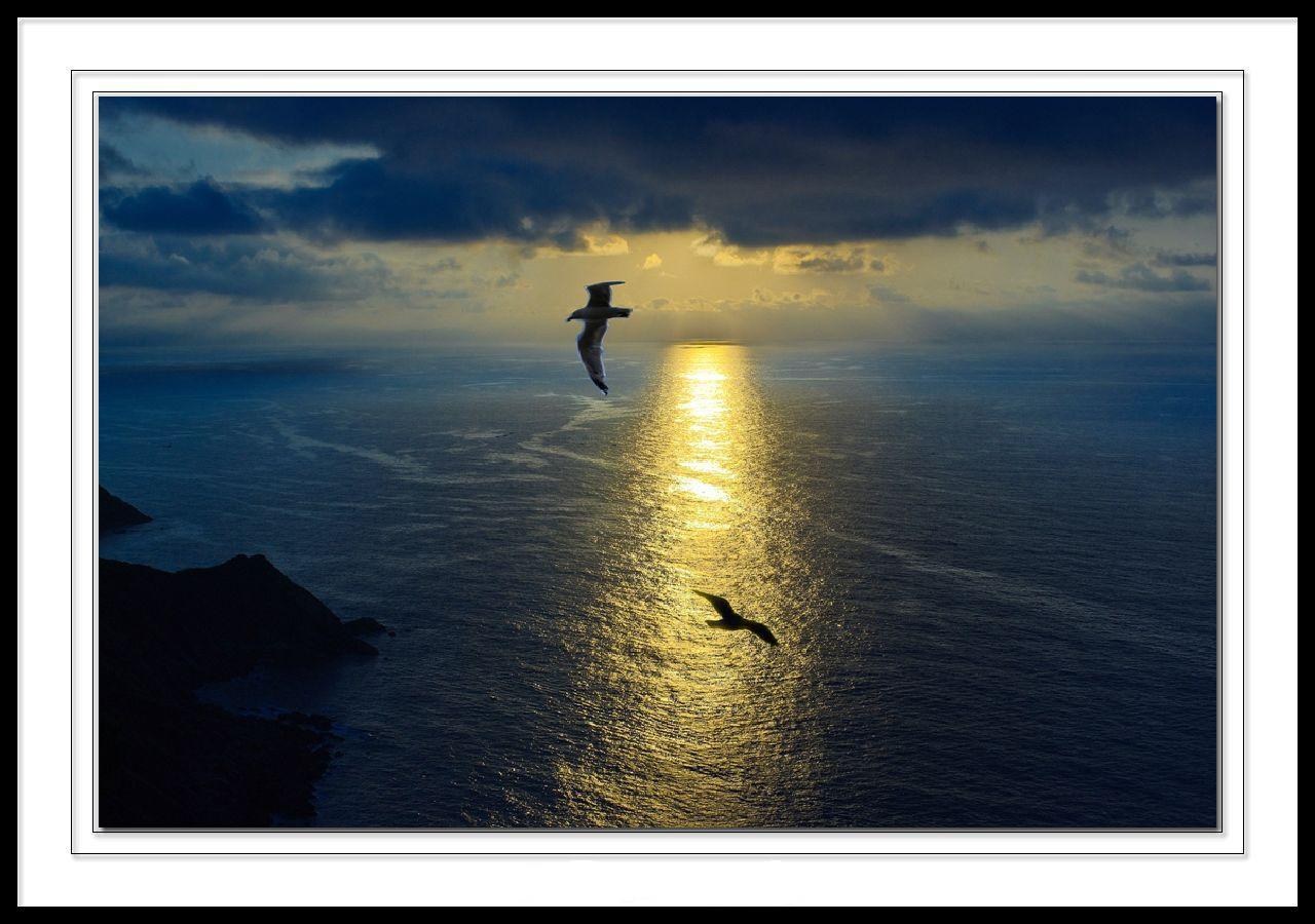 Seagulls over the ocean at sunset