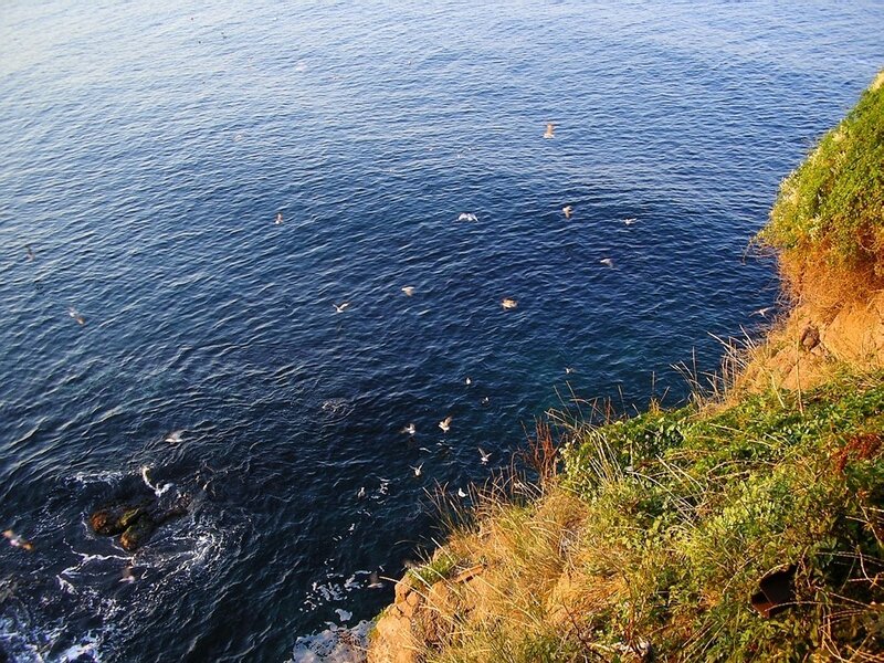 Seagulls over the ocean cliffs