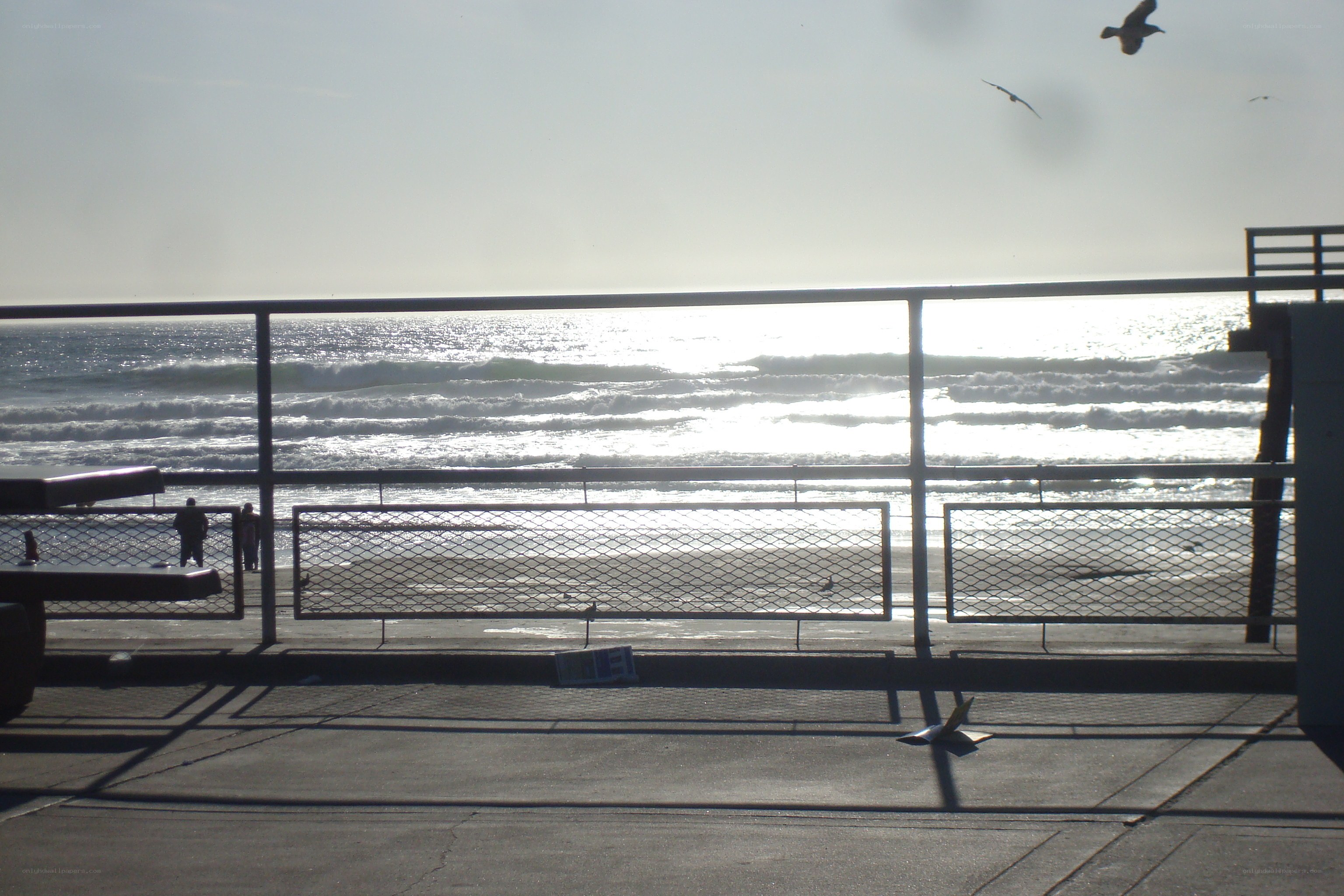 Seagulls over the ocean pier