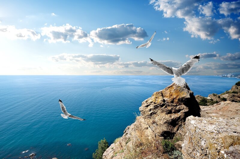 Seagulls over the ocean