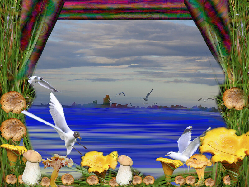 Seagulls over the sea