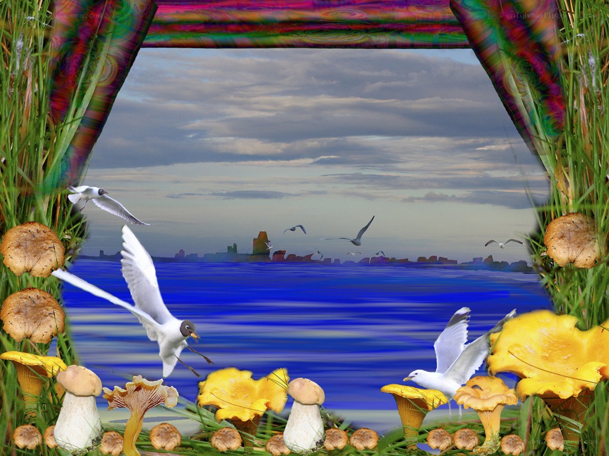 Seagulls over the sea