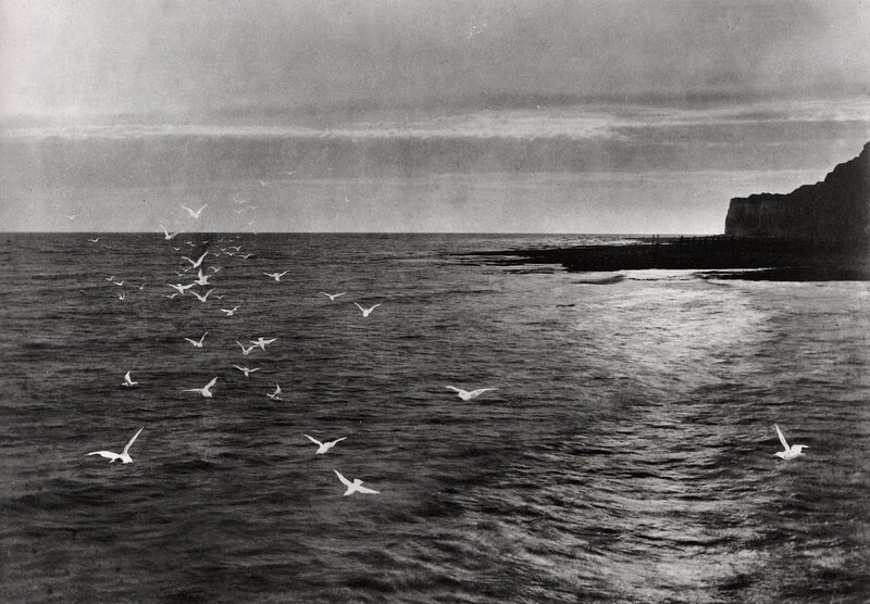 Seagulls over the sea