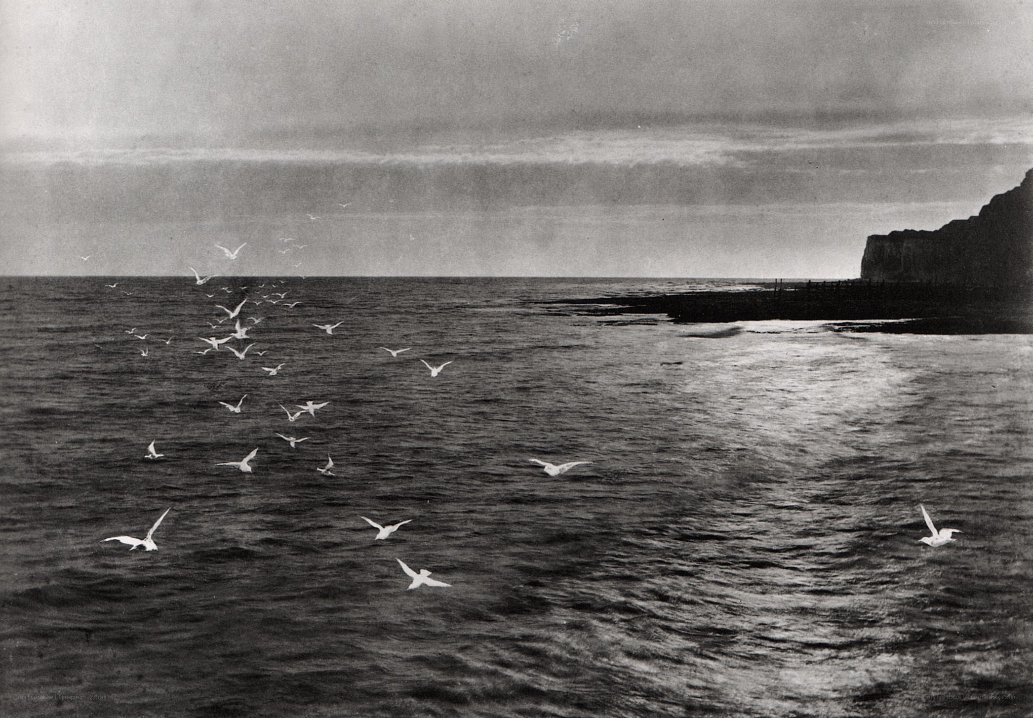 Seagulls over the sea