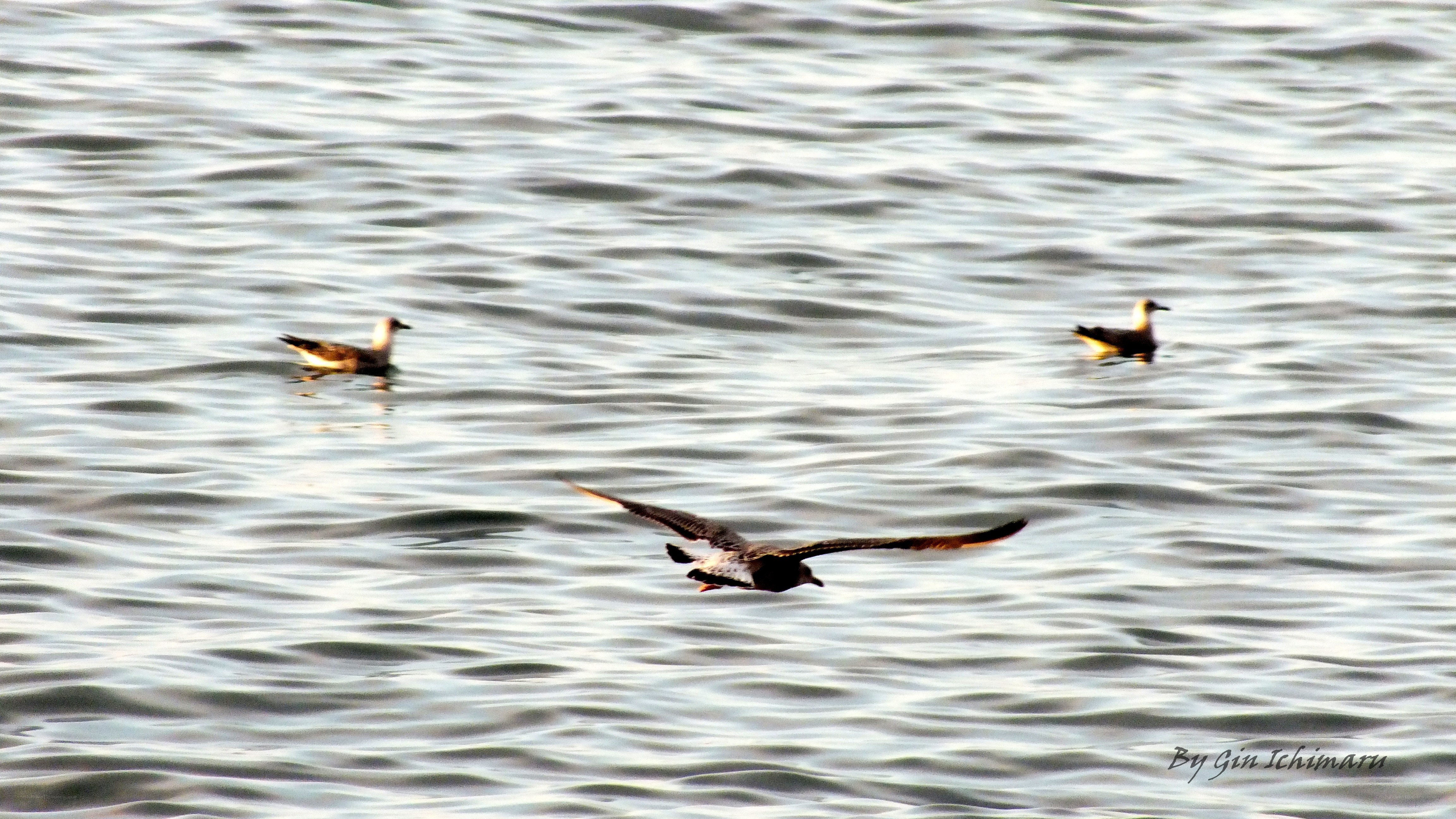 Seagulls over the water