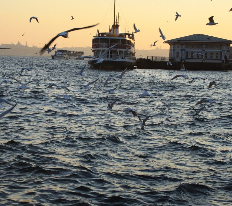 Seagulls over Water — Blue, Calm