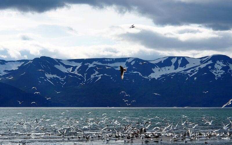Seagulls over Water — Blue, Dramatic