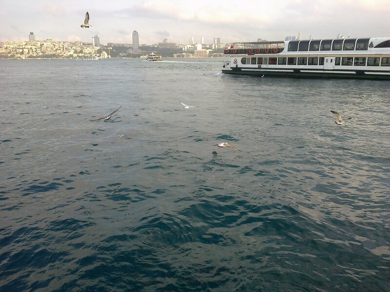 Seagulls over Water — Blue