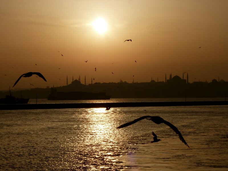 Seagulls over Water — Gold