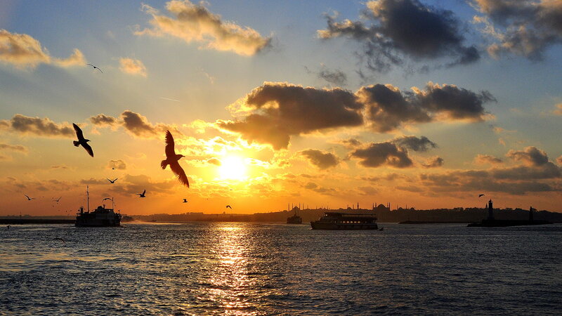 Seagulls over Water — Orange