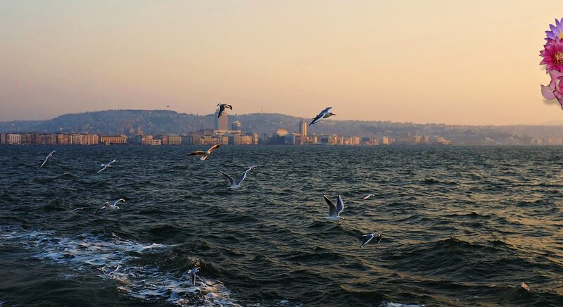 Seagulls over Water