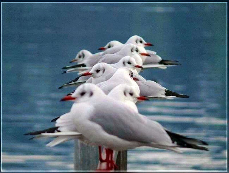 Seagulls perched on a post