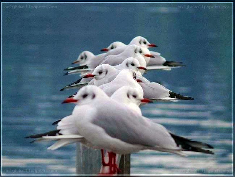 Seagulls perched on a post