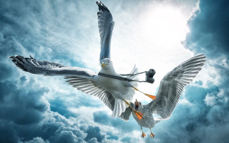 Seagulls with Camera